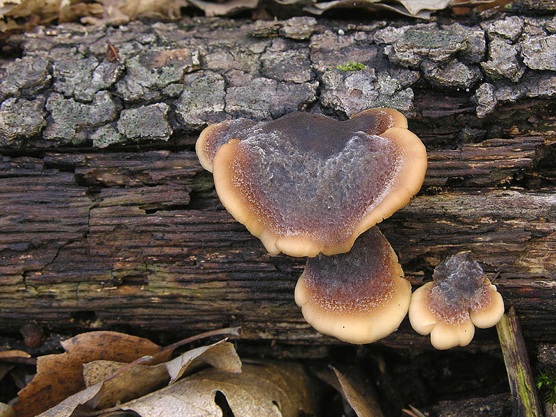 Lentinellus ursinus (Fr.) Kuhner